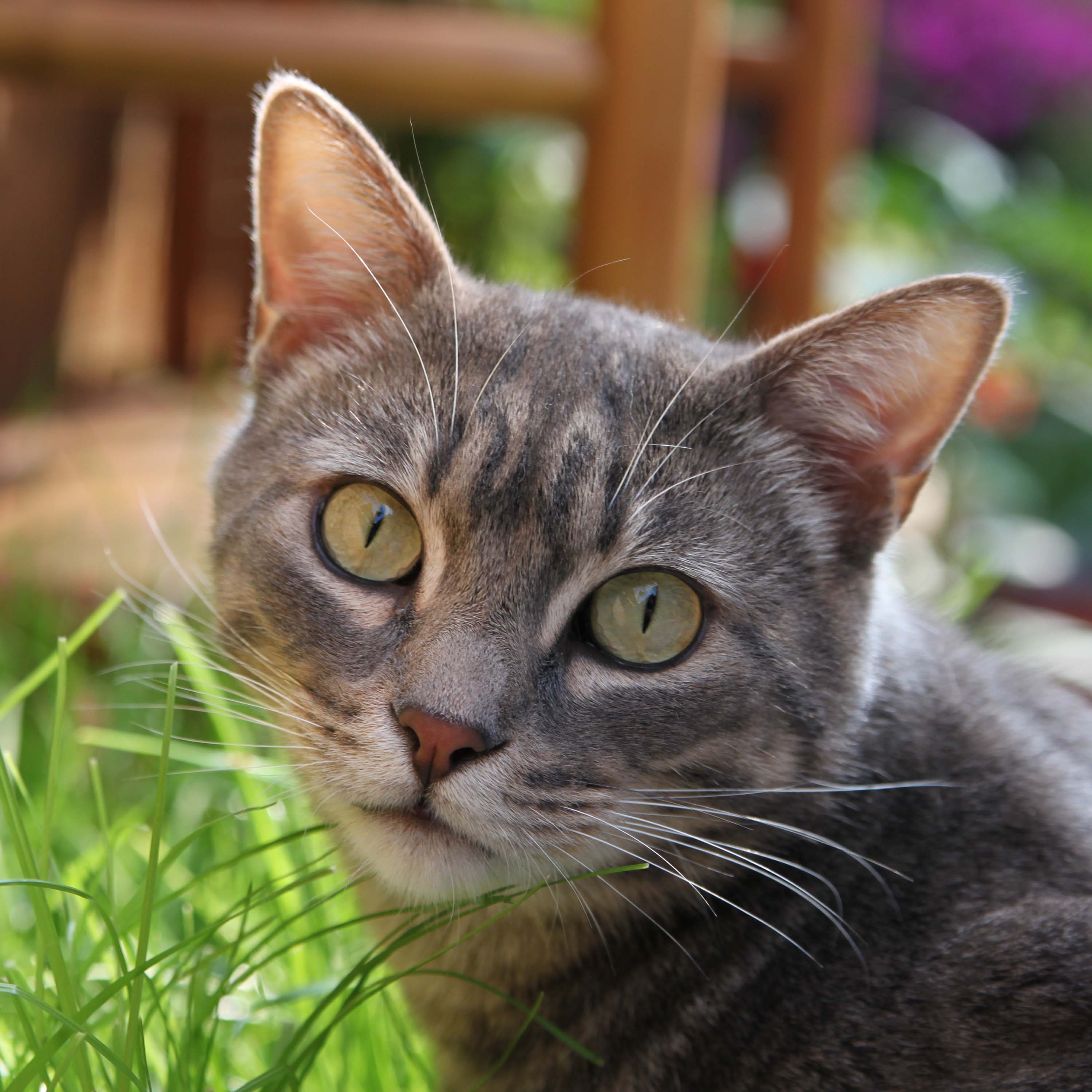 Unsere 10 Beliebtesten Katzenvideos Schnurrinchen
