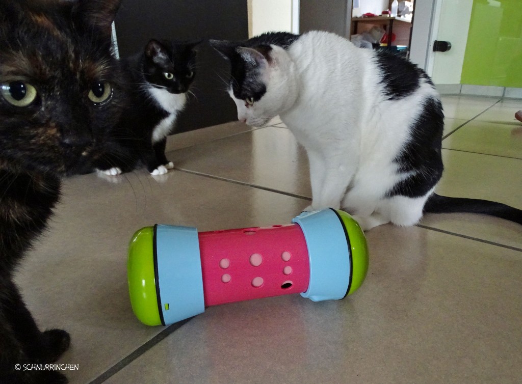 Pipolino Katzenspielzeug