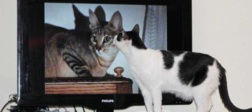 Yuki vor dem Fernseher guckt Serien mit Katzen